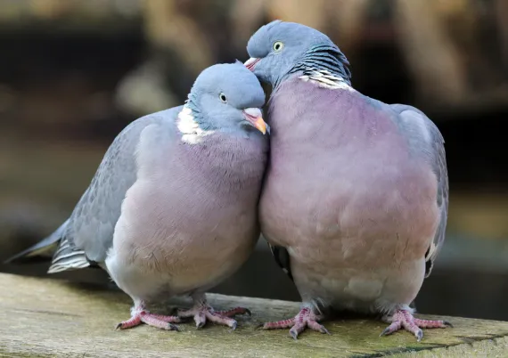 鳥獣保護法